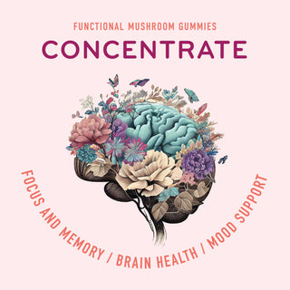 A functional mushroom chomping on concentrate, showcasing its potential health benefits.
