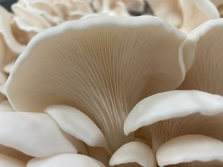 The Healing Powers of Functional Mushrooms