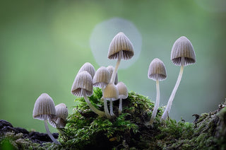 Mushrooms thriving on a mossy branch, showcasing nature's resilience and the beauty of symbiotic relationships.