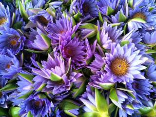 The Qi - Blue Lotus Flower Tea