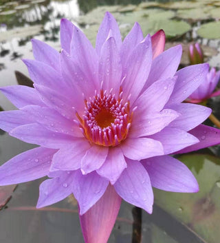 The Qi - Blue Lotus Flower Tea